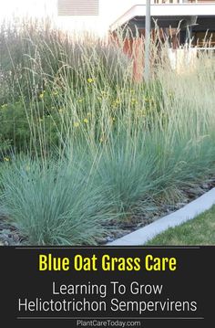 blue oat grass care is an easy way to grow the best ornamental grasses for your garden