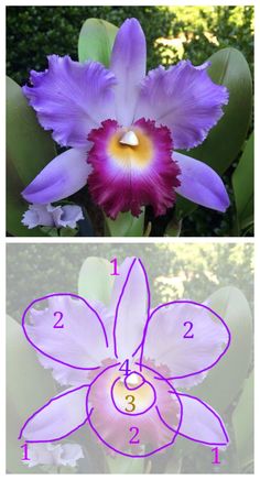 two pictures with different flowers and numbers in the middle one has an image of a purple flower