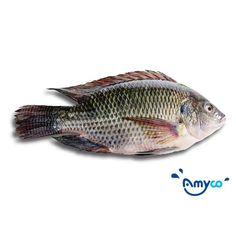 a fish that is sitting on top of a white surface with the words dymo above it