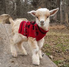 a small white goat wearing a red sweater