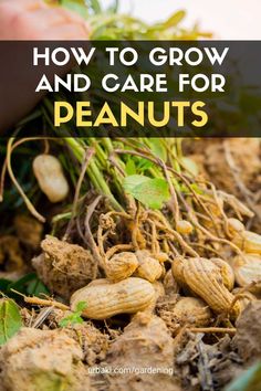 how to grow and care for peanuts in the garden with text overlay that reads, how to grow and care for peanuts