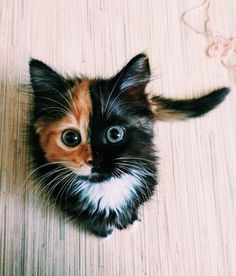 a small kitten sitting on top of a wooden floor next to a ball of yarn