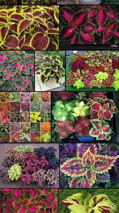 many different types of plants and flowers are shown in this collage, with the same colors