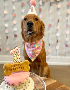 a dog wearing a birthday hat sitting next to a cake with the number one on it