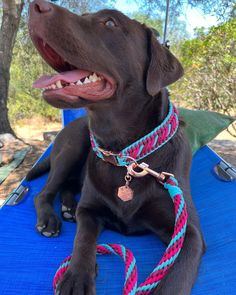 a black dog laying on top of a blue mat with a leash around it's neck