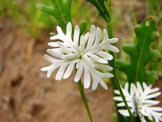 a close up of a white flower on a plant with dirt ground in the background