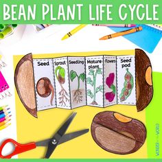 the bean plant life cycle is shown with scissors and crayons