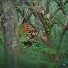 a tiger is walking through the woods