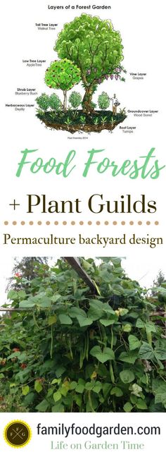 the front cover of a book with plants growing on it and text that reads food forests, plant guides, and permaculture backyard design