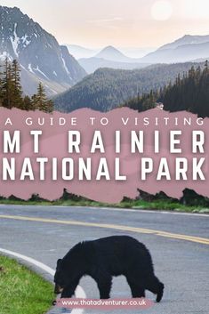 a black bear walking on the side of a road with mountains in the background and text overlay that reads a guide to visiting mt rainier national park