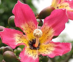 pink and yellow flowers with green leaves in the background