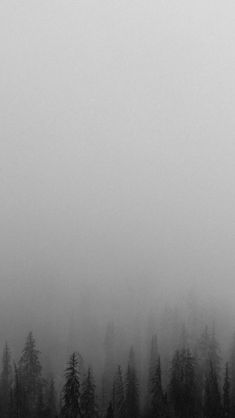 black and white photograph of trees in the fog