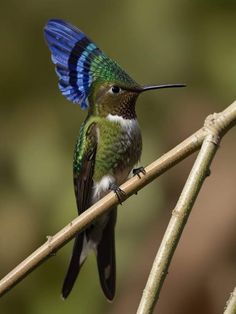 a hummingbird perched on a tree branch with its wings spread out and it's head turned to the side