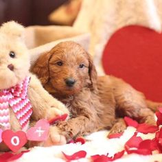 two puppies sitting next to each other on a bed with hearts and teddy bears