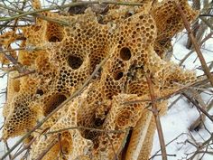 a bunch of honeycombs that are hanging from a tree branch in the snow