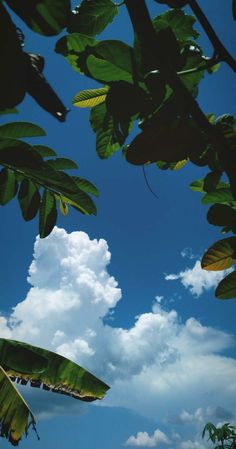 the sky is filled with clouds and green leaves