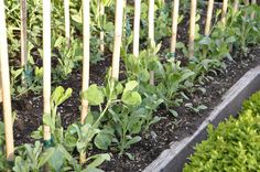 a row of wooden poles with plants growing out of them in a garden bed area