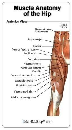 an image of the muscles and their major functions in the hip muscle anatomy, human anatomy,