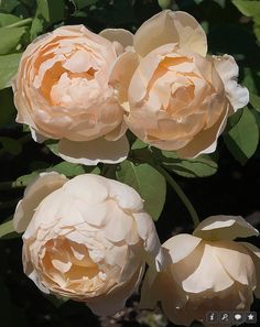 three large white flowers with green leaves