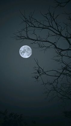 a full moon is seen through the branches of a tree in the dark night sky