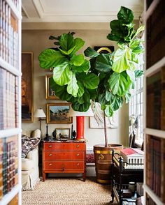 a living room filled with furniture and lots of green plants