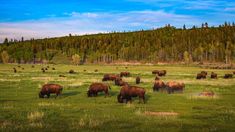 a herd of bison grazing on grass in front of a forest with tall trees and blue sky