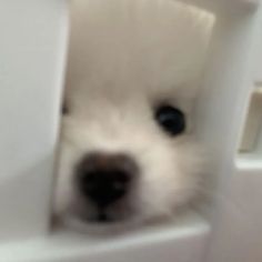 a small white dog peeking out from behind a door