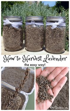 three jars filled with different types of lavenders and the words how to harvest lavender