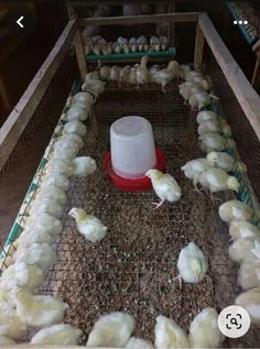 several chickens are in a cage and one is on the ground