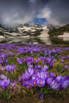 purple flowers are blooming in the grass near a lake with mountains in the background