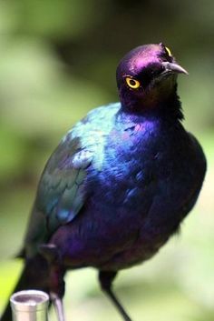 a purple and blue bird sitting on top of a metal pole