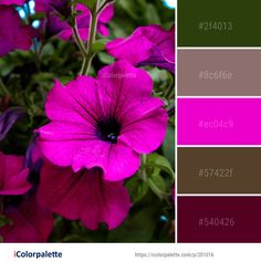 purple flowers with green leaves in the background and color palette swatches for each one