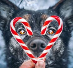 a dog holding a candy cane in its mouth with the shape of a heart on it's face