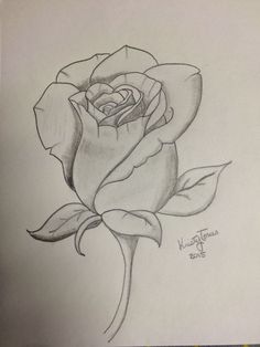 a pencil drawing of a single rose