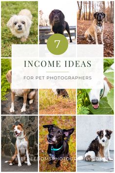 a collage of photos with the words 7 awesome ideas for pet photographers