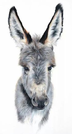 a drawing of a donkey's face is shown