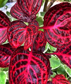 10 Spectacular Red Foliage Tropical Plants for Your Garden - Dengarden Red Tropical Plants, Shade Tropical Plants, Dark Foliage Plants, Red House Plants, Tropical Shade Garden, Foliage Plants Outdoors, Colorful Plants Outdoor, Tropical Foliage Plants