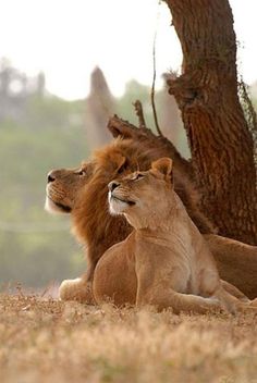 two lions sitting next to each other in front of a large tree and some grass