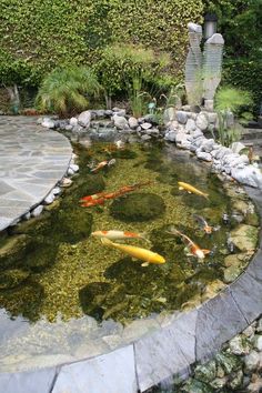 there are many fish swimming in the pond