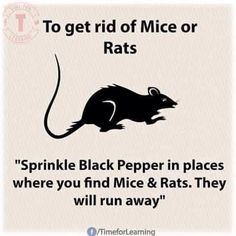 two facebook posts with the same caption for mice and mice on them, one has an