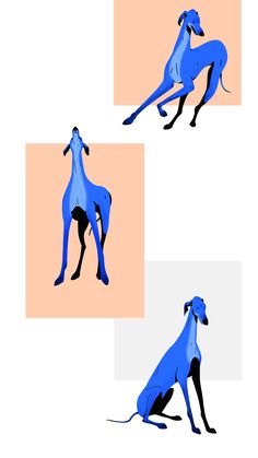 three blue greyhounds are shown in four different positions, one on the ground and one on the ground