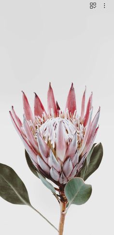 a pink flower with green leaves in front of a gray background and white sky behind it