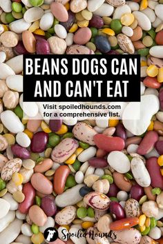 beans and corn with the words beans dogs can and can't eat