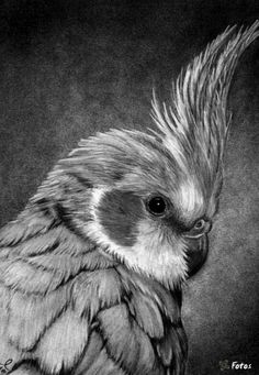 a black and white drawing of a bird