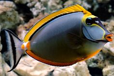 an orange and black fish with yellow stripes on it's head is swimming in the water