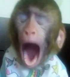 a monkey with its mouth open and it's tongue out in front of the camera