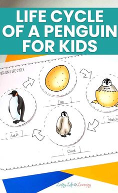 the life cycle of a penguin for kids