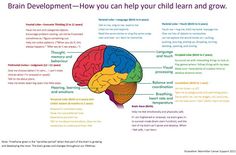 the human brain is labeled with different parts