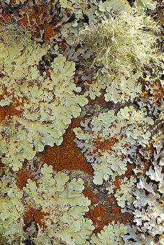 lichens and moss growing on the bark of a tree in an area that looks like it is covered in dirt