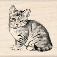 a pencil drawing of a kitten sitting on the ground